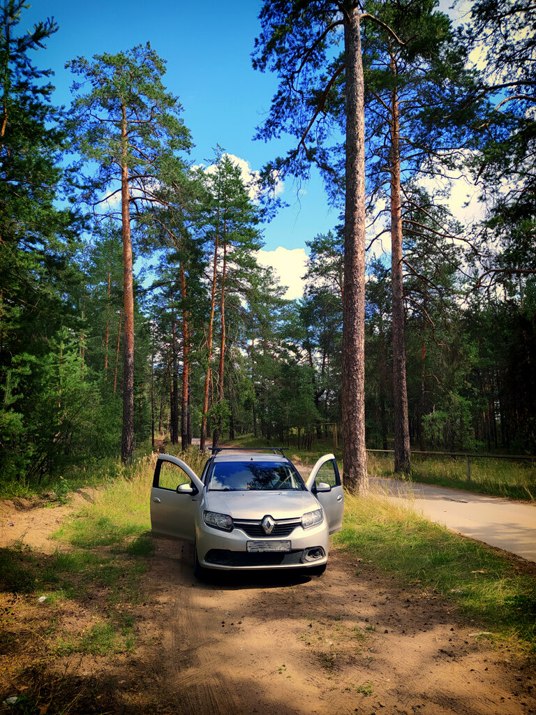 Живописная дорожка сквозь сосны