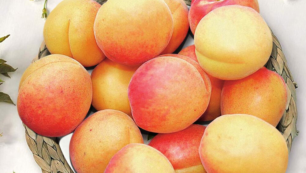 Сорта сладких абрикосов – список с описаниями, фото, отзывы - лучшие выборы для вашего сада