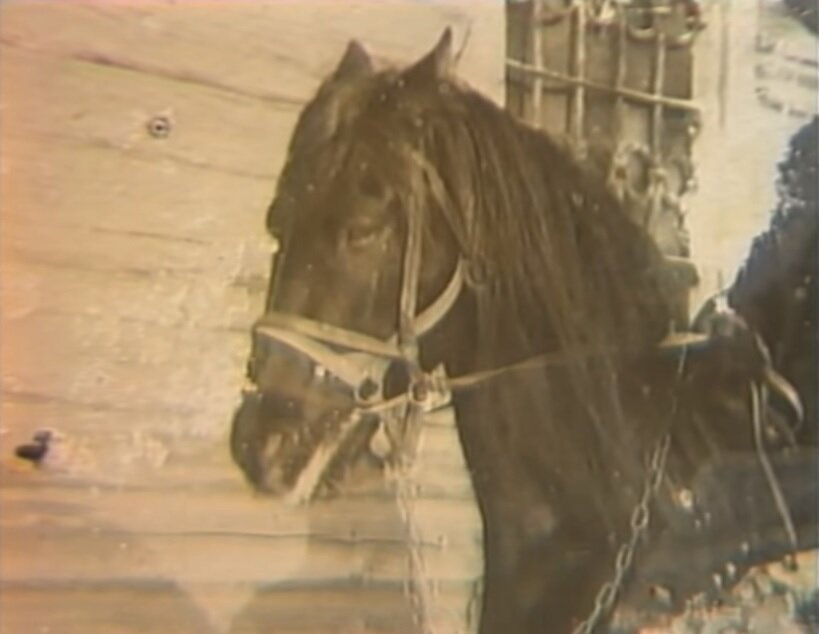 История жеребца из башкирского села Ильчигулово Миякинского района, прошедшего Великую Отечественную войну и вернувшегося на родину, скорее напоминает сюжет военной драмы. И все же это реальная история, про реального коня по кличке Керчь.