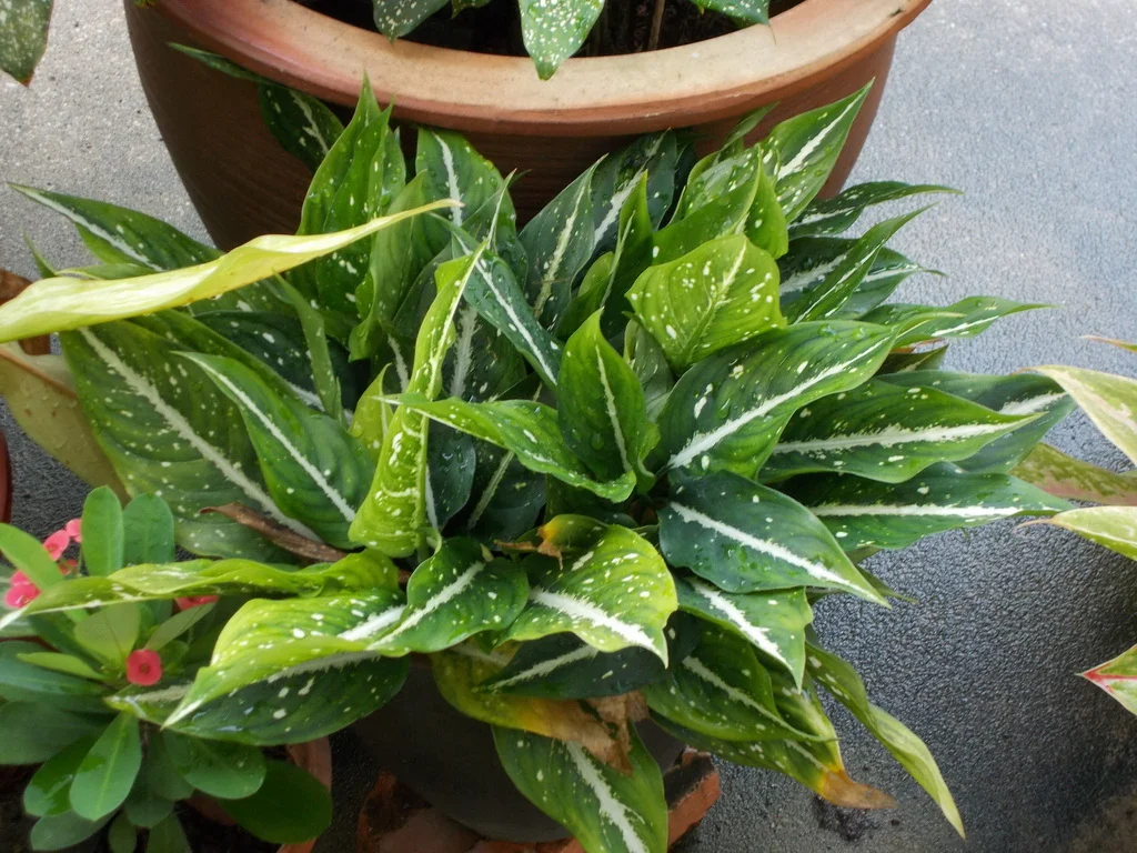 Аглаонема ребристая