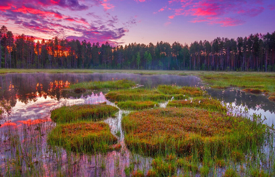 Болото https://puzzleit.ru/files/puzzles/146/146468/_original.jpg