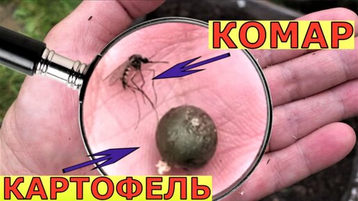 Download Video: Посадили МИКРОКЛУБНИ картофеля. Что выросло?