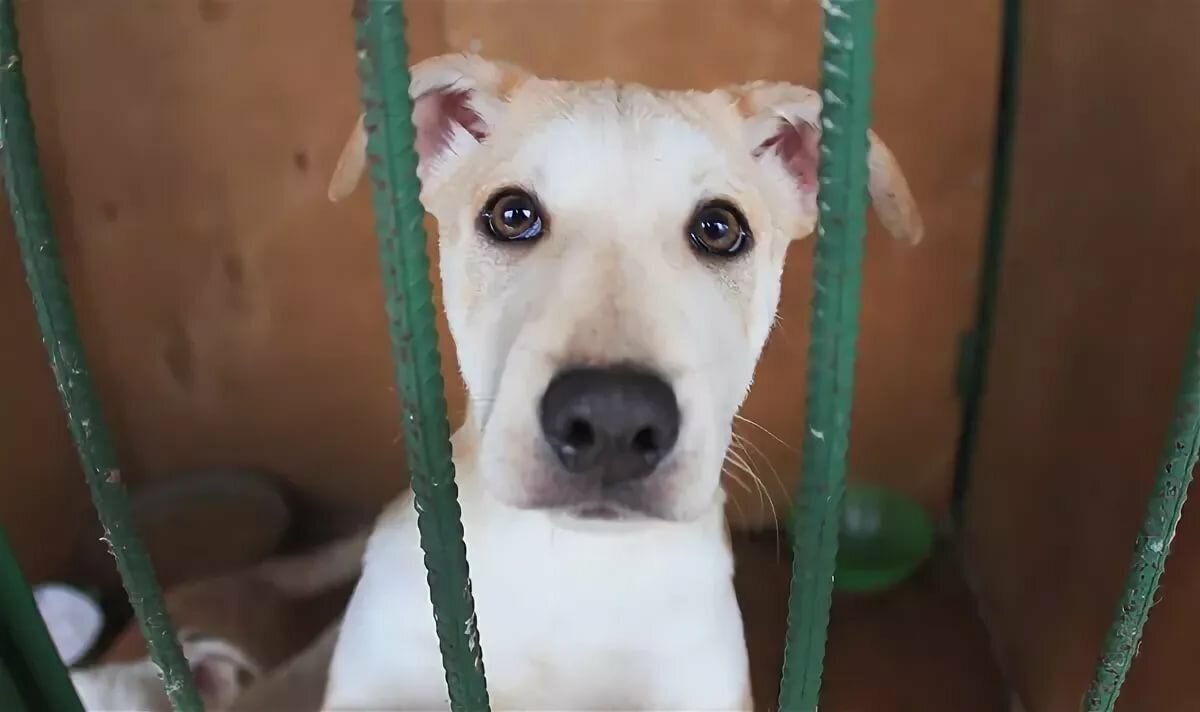 twitter.com фото для обложки