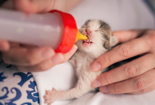 Фото: Shutterstock / Impact Photography