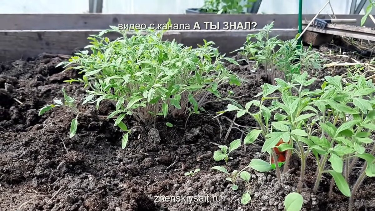 маленькие, см 10 высотой сеянцы