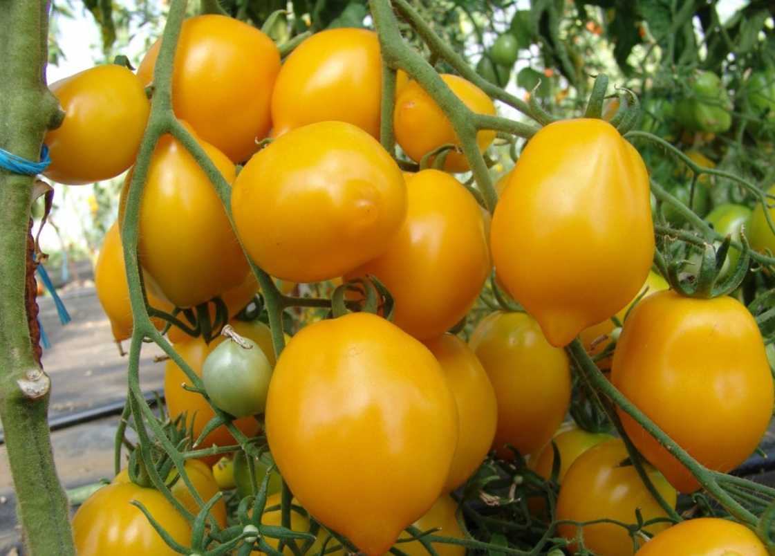 Источник: Яндекс картинки.