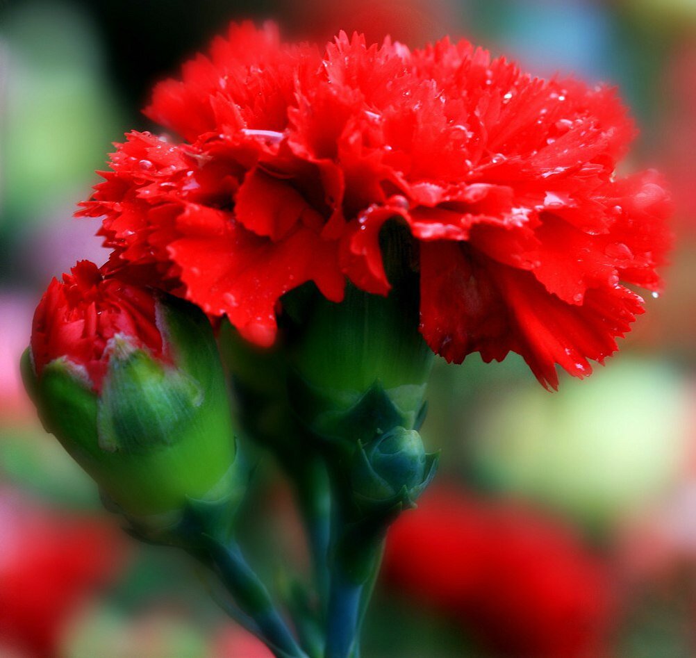 фото Яндекс