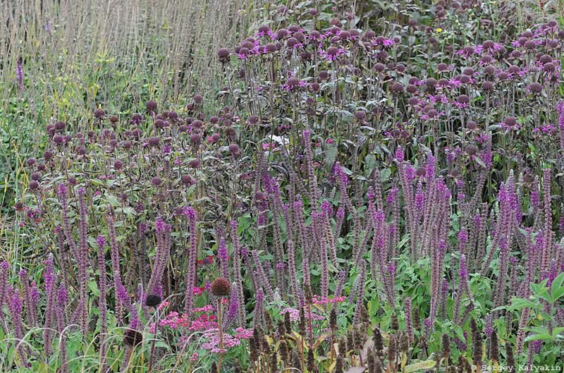 Дубровник гирканский