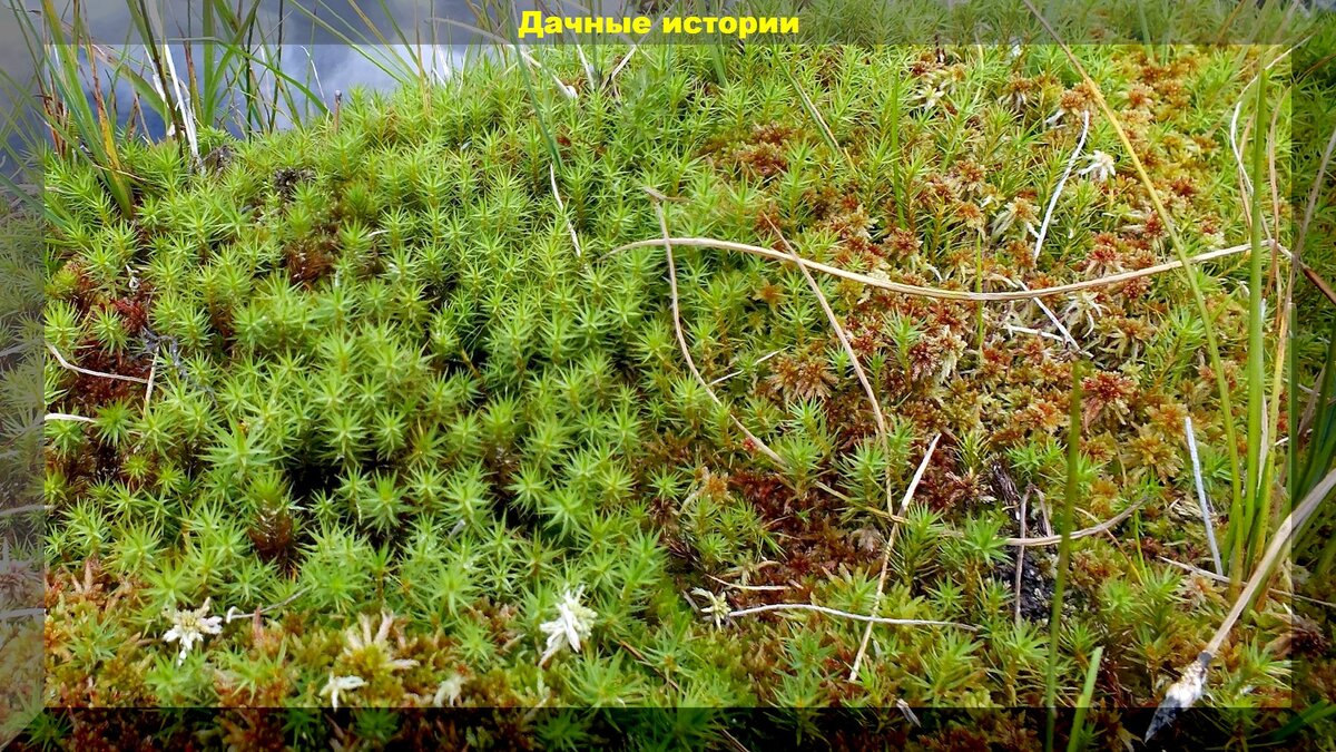 https://vk.com/photo-159774511_457249960