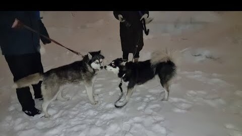 Спасли найденую в лесу Хаски , выходили , а потом её взяли в семью в квартиру. Рокси довольна😃