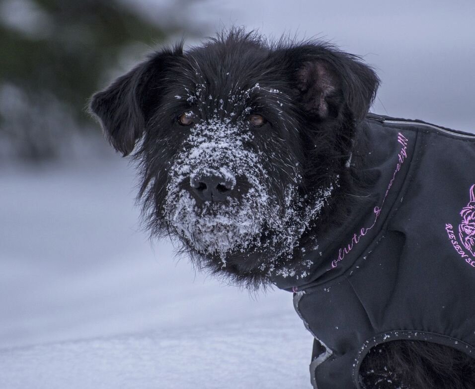 "Правда-правда, никаких щенков!"