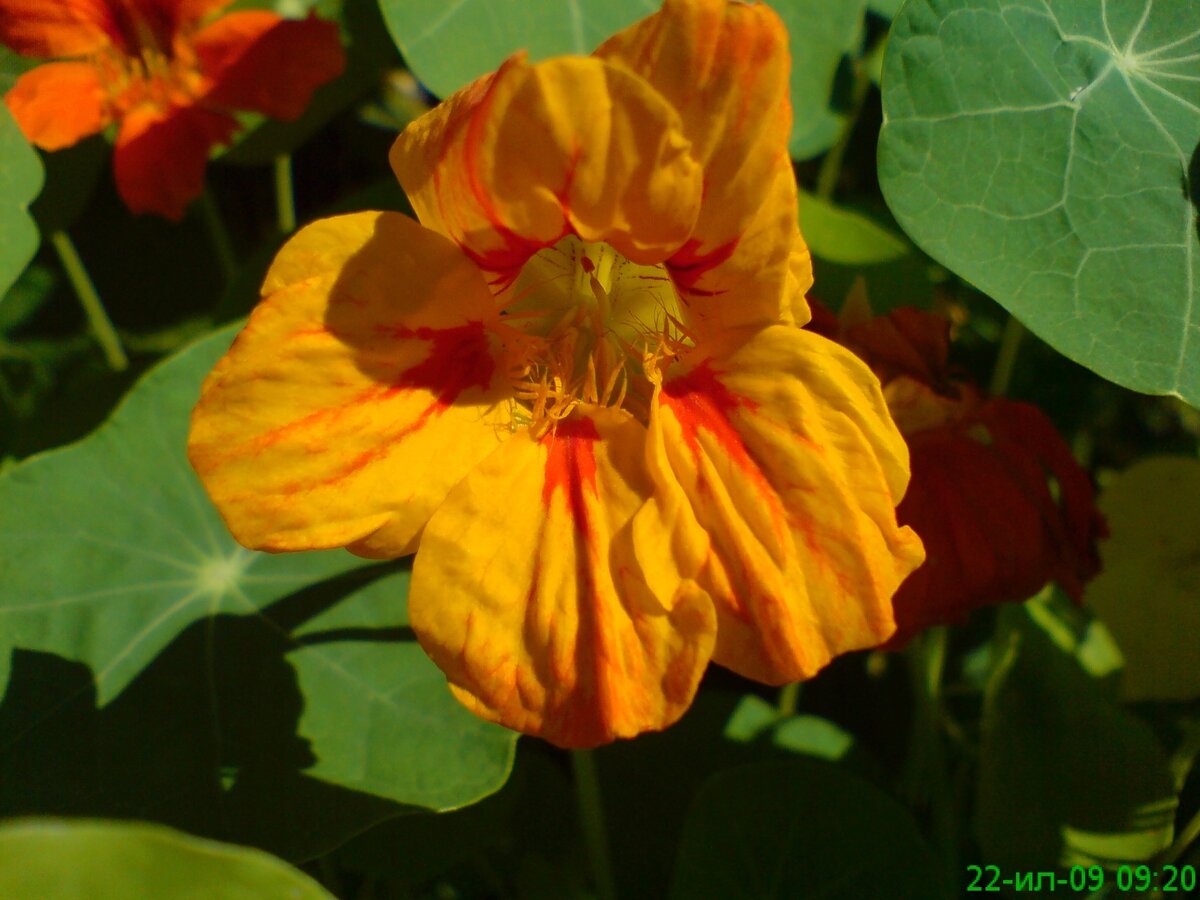 Сорт 3: Золотой цветок