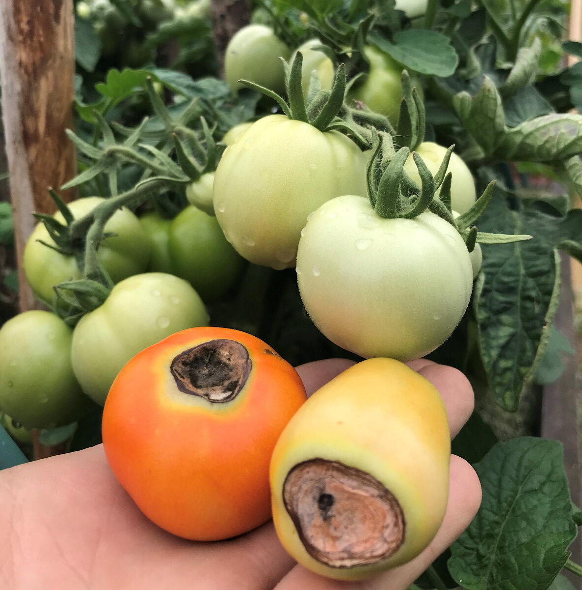 вершинная гниль, сезон 2021 (штучные экземпляры)