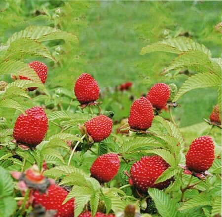 малино-клубника