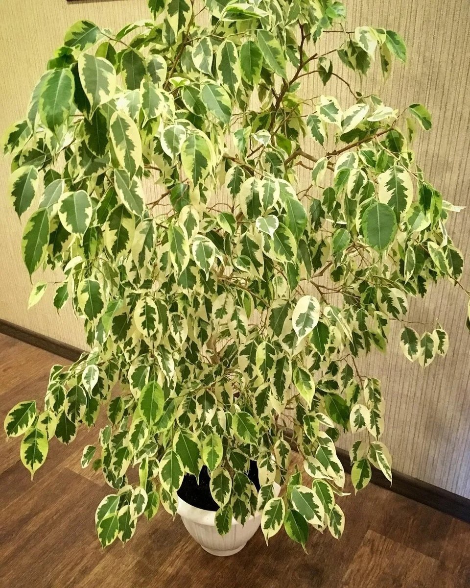 Голден кинг фото. Фикус Бенджамина Голден Кинг. Фикус Голден Кинг Ficus Golden King. Фикус be Golden King. Фикус Бенджамина Буши Кинг.