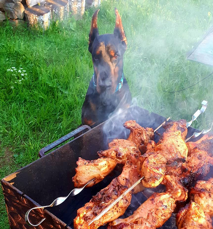 ну вот к примеру такой собаке)))