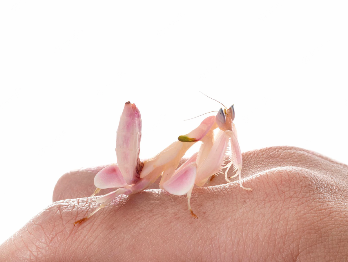 Р‘РѕРіРѕРјРѕР» Hymenopus coronatus