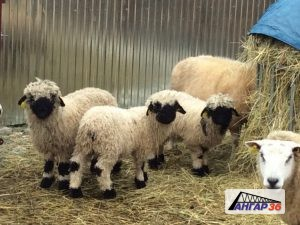 Ангар для выращивания молочной породы овец построят в Подмосковье