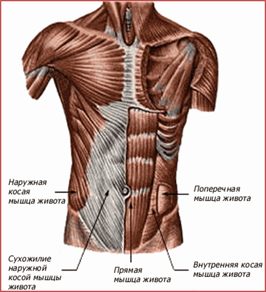 Пресс названия. Мышцы и фасции живота их расположение. Мышцы брюшного пресса анатомия. Мышцы живота анатомия человека. Мышцы пресса анатомия сбоку.