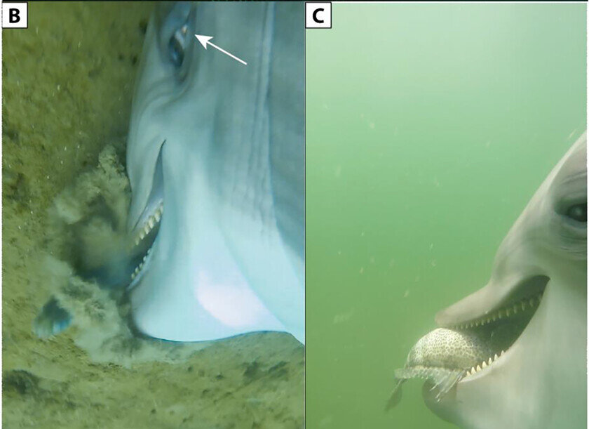    Выглядит пугающе. Фото: PLOS One