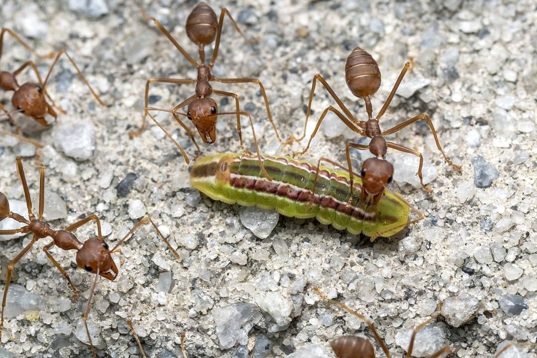 Муравей Oecophylla smaragdina. Муравьи Ткачи. Oecophylla Taurica. Гусеница муравей.