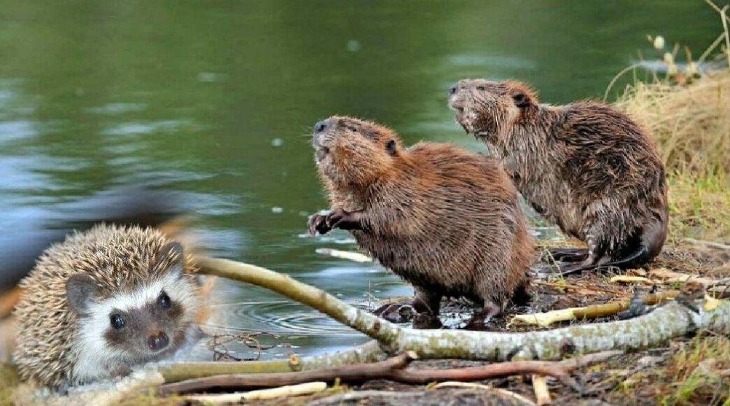 фото коллаж автора