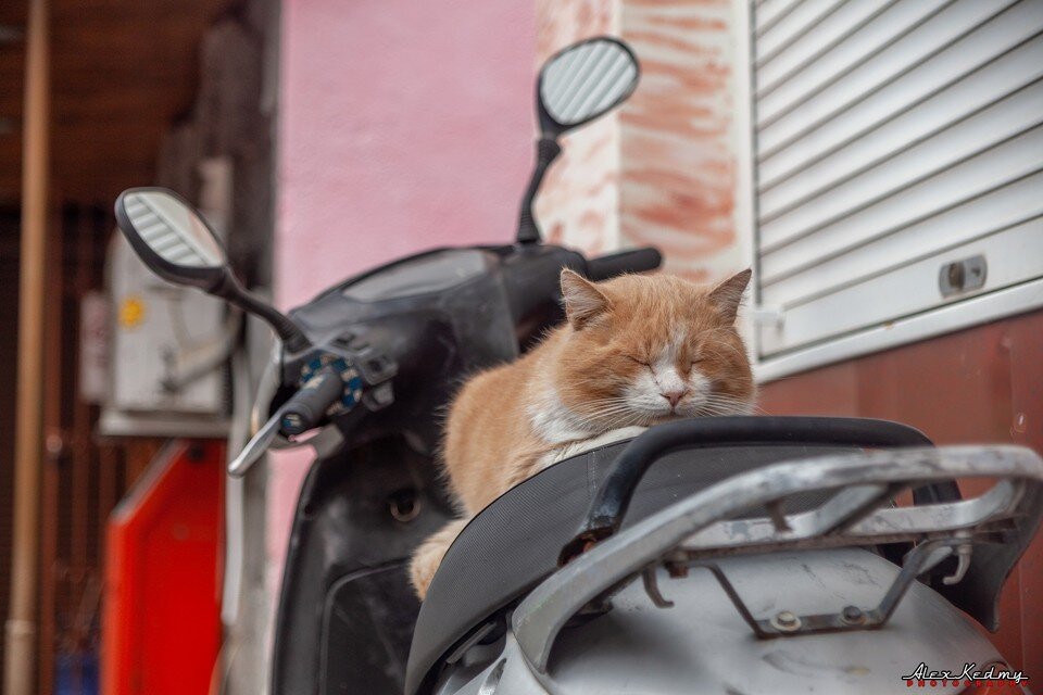     Кот-скутерист. Фото: Алекс Кедми/VK