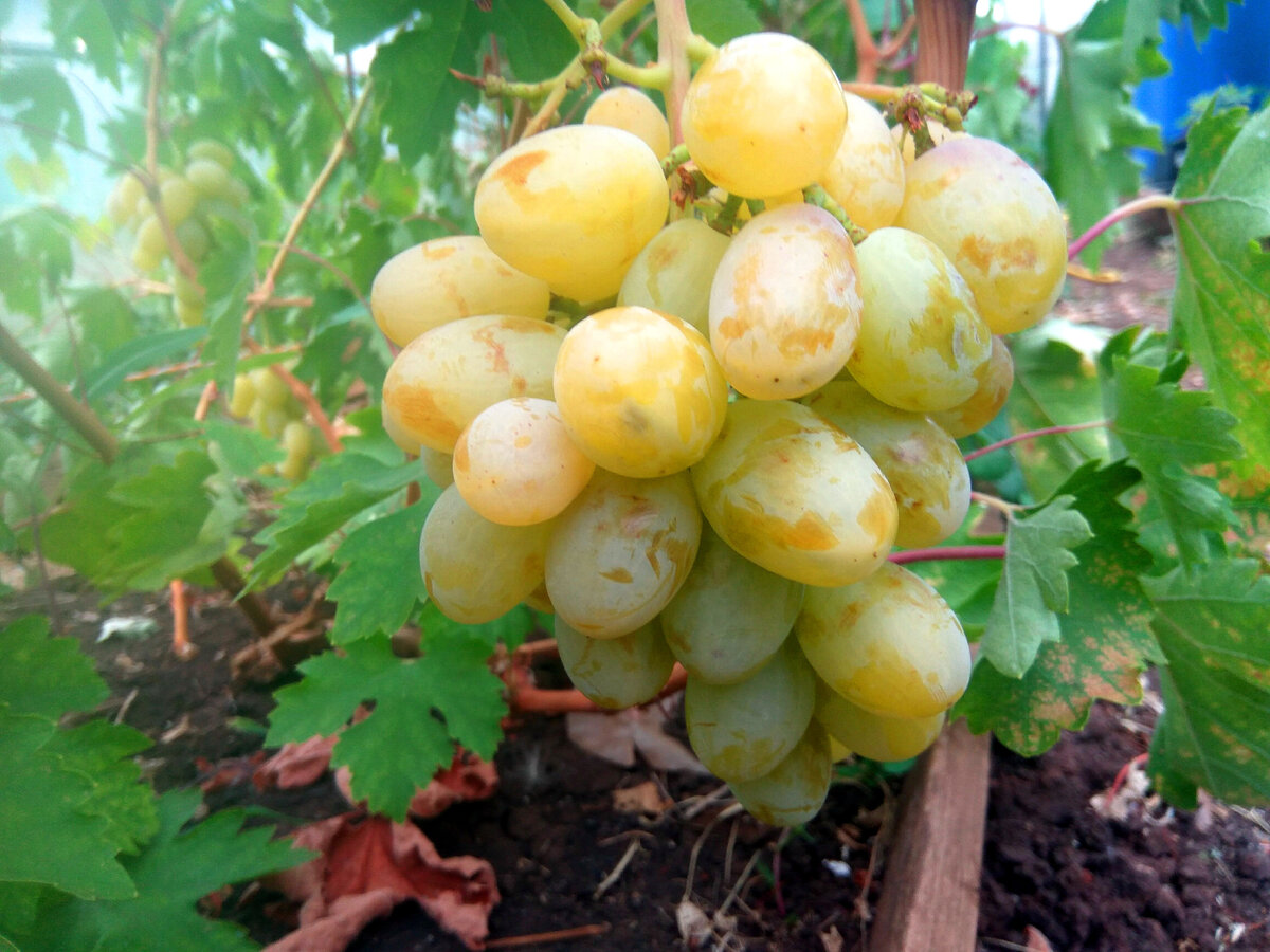 Виноград в теплице - ощутимые преимущества выращивания