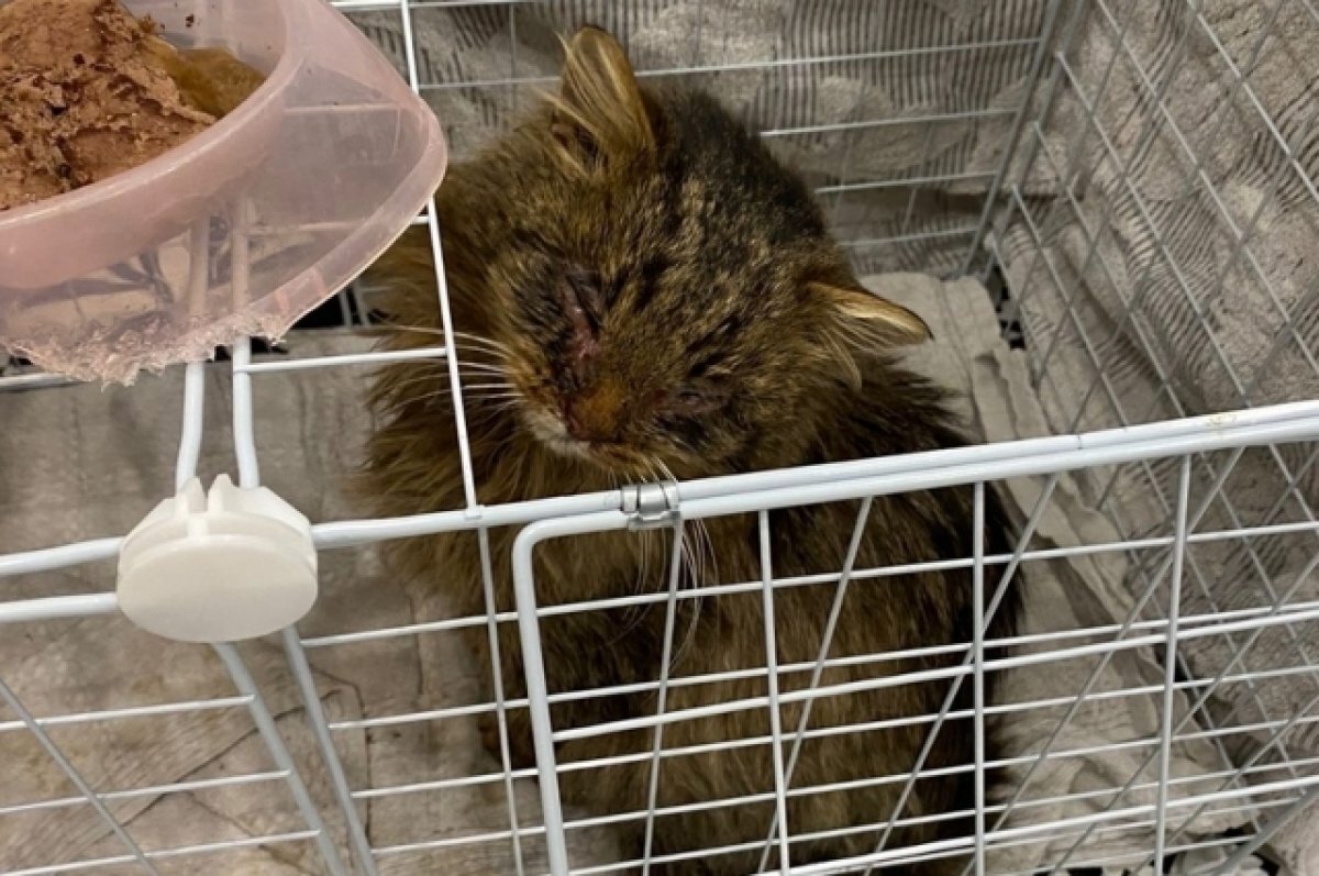    В Твери волонтеры спасли кота весом 2,4 кг и ищут ему хозяина