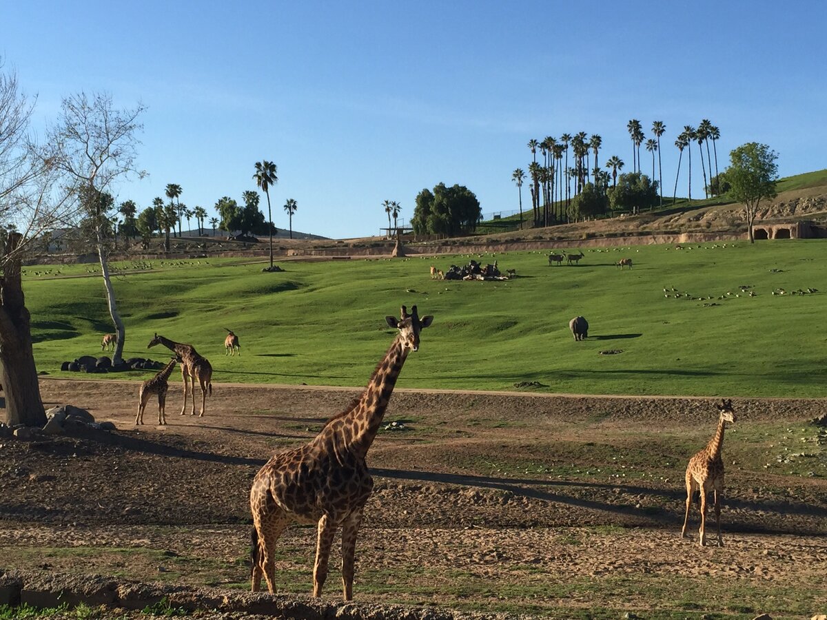 Как называется публичный зоопарк в сша. Зоопарк в сша самый большой. Лондонский зоопарк риджентс-парк. Зоопарк в новой зеландии. Зоопарк сан-диего (калифорния, сша).
