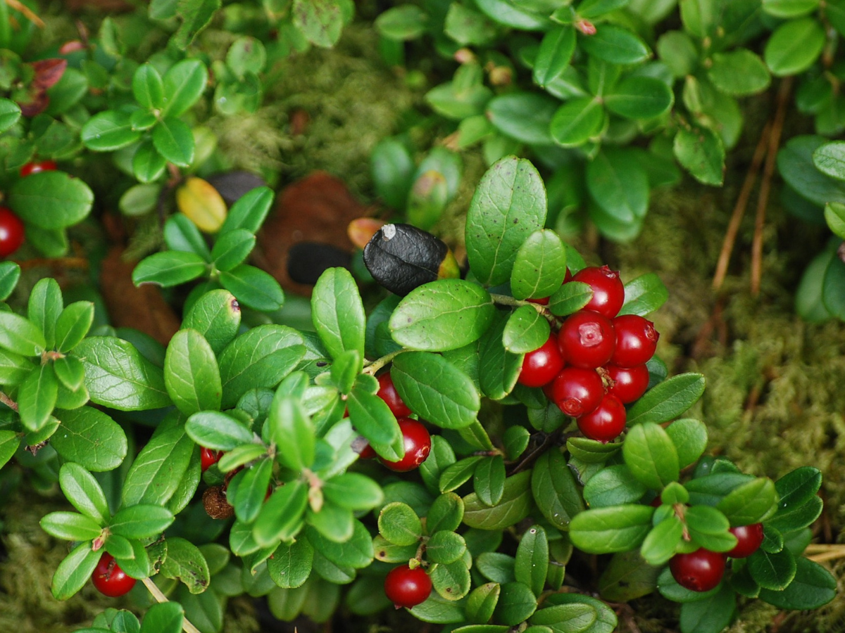 Ягодки брусники в лесу