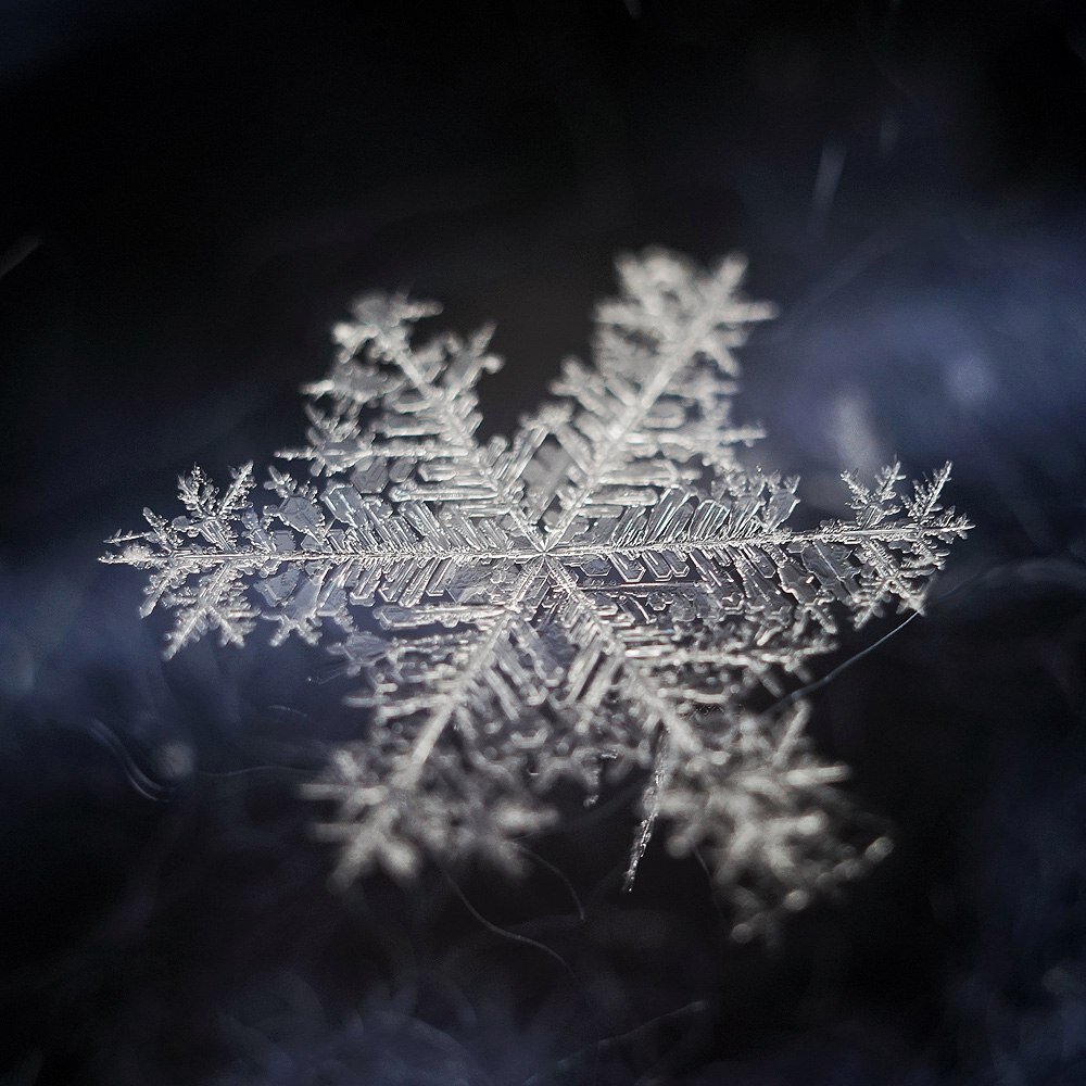 опустись снежинка. фотограф алексей клятов снежинки. цветы в инее. интересные факты о снежинках для детей. снежинки спускаетмя снебп.