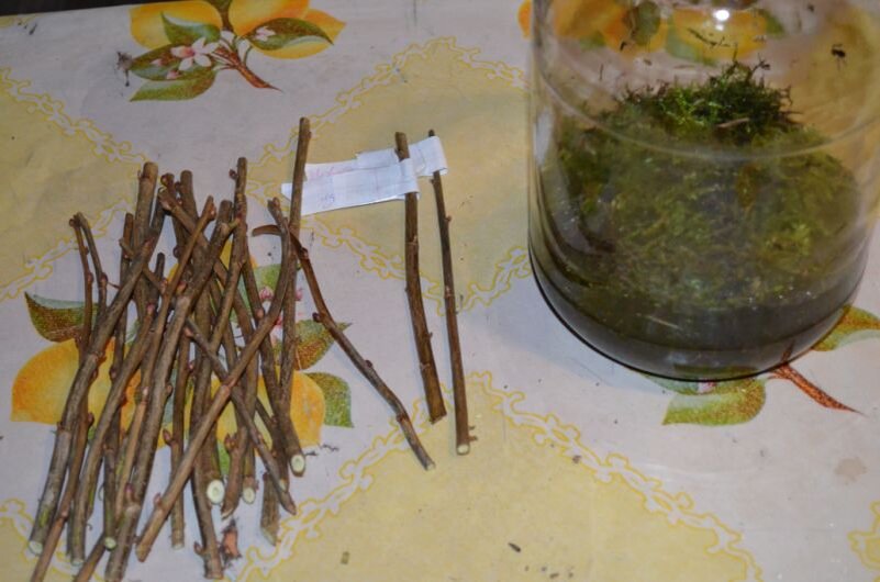 Нарезаю черенки смородины.