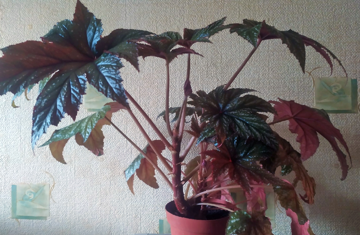 Бегония "Гриффон"