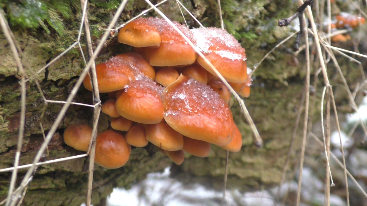 Зимние опята в снегу