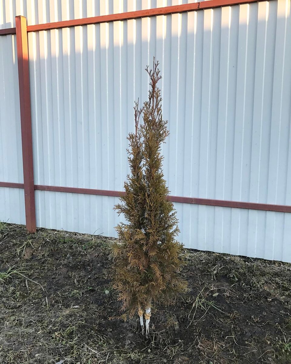 Вот что стало с моей туей из-за собаки (фото автора)