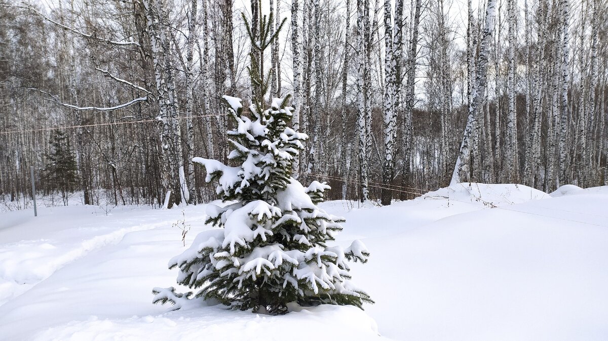 И только елка зимой и летом одним цветом