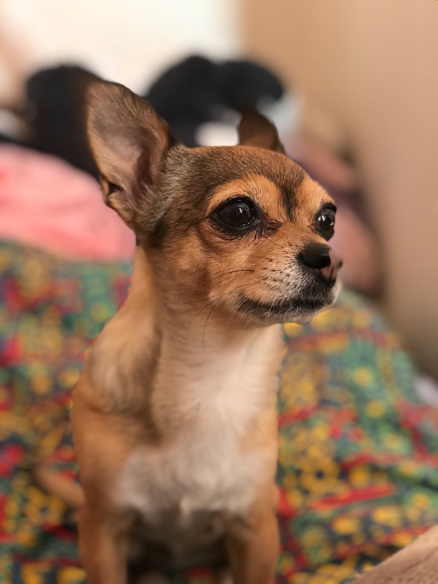 На фото моя гостья — русский той-терьер Жужжа, 9 лет✨