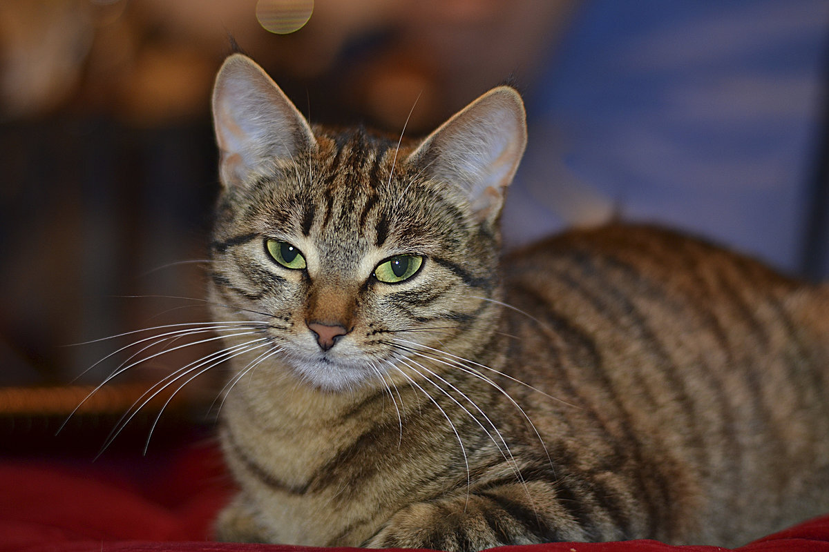 Вот один в один