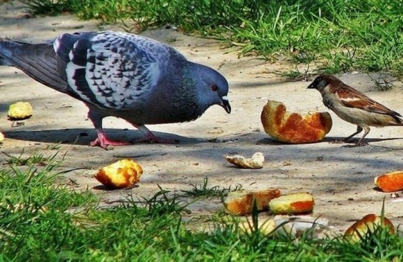 Фото взято из открытого источника