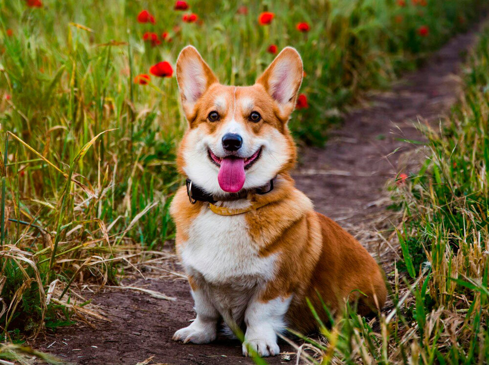 Изображение взято с https://sobakevi4.ru