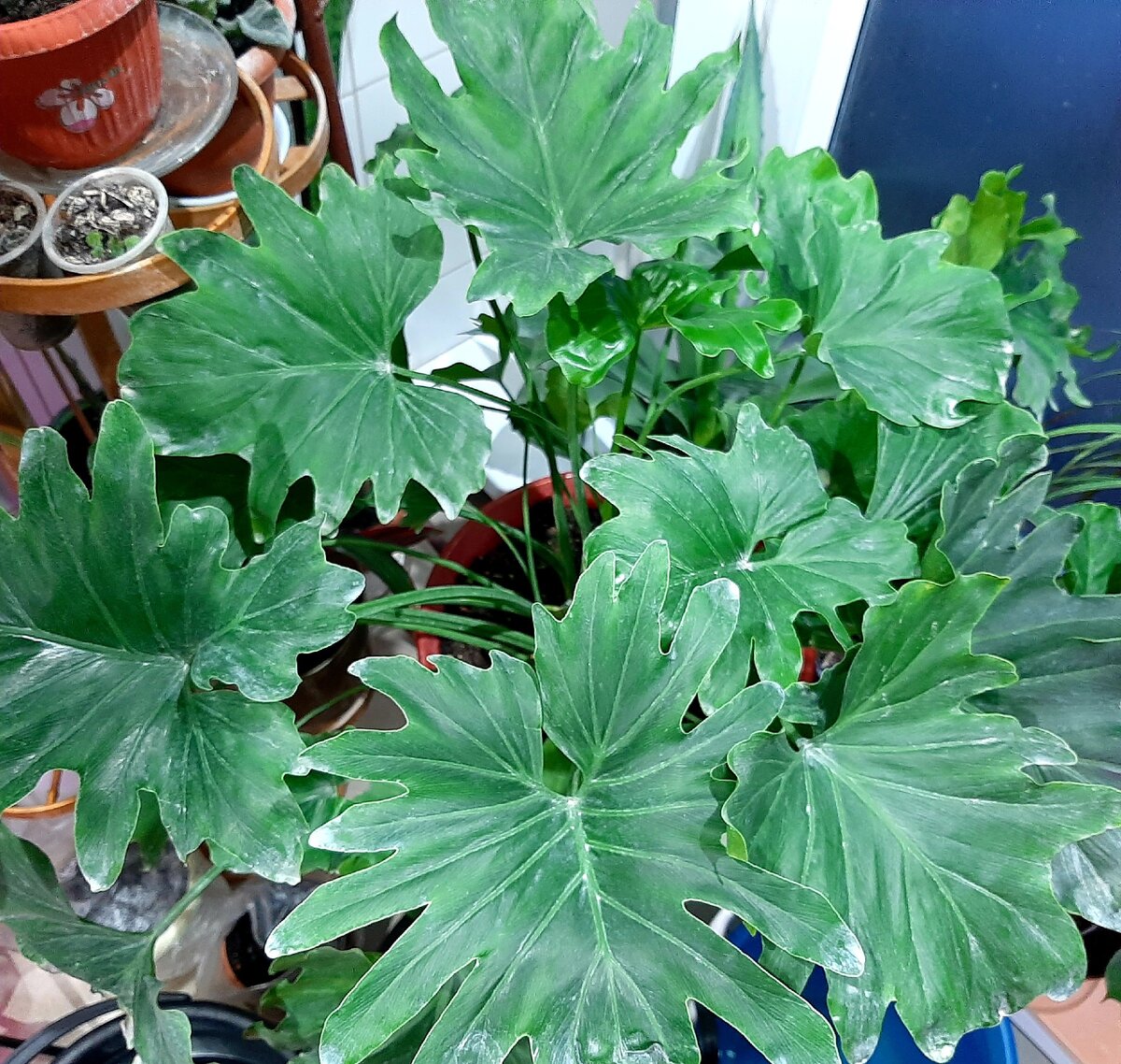 Мой слоник филодендрон селло