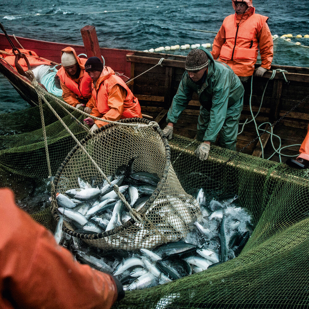 Промысел рыбы в море. Охотское море рыболовство. Охотское море промысел. Промысловые рыбы Охотского моря. Промысел Охотского моря рыбы Охотского моря.