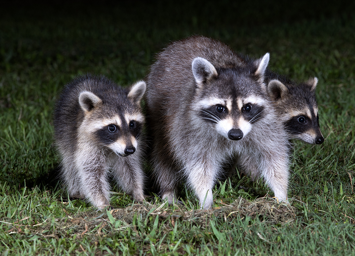 семейство енотов Яндекс картинки