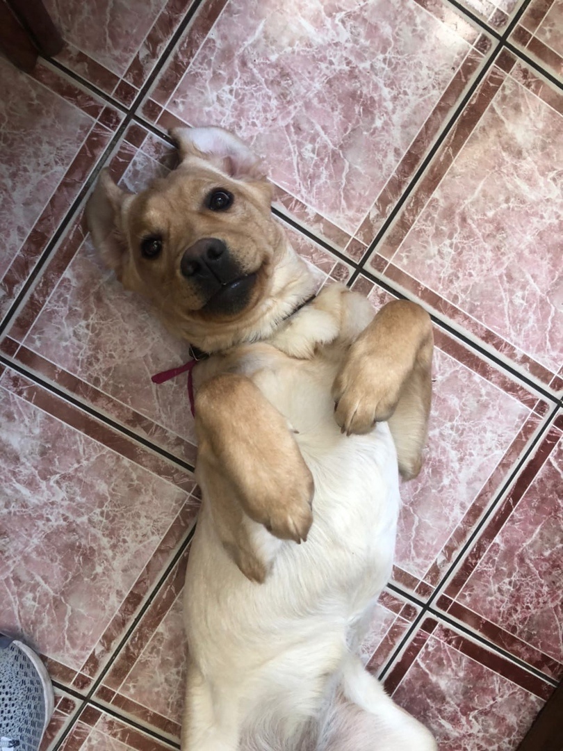 Лабрадор ретривер