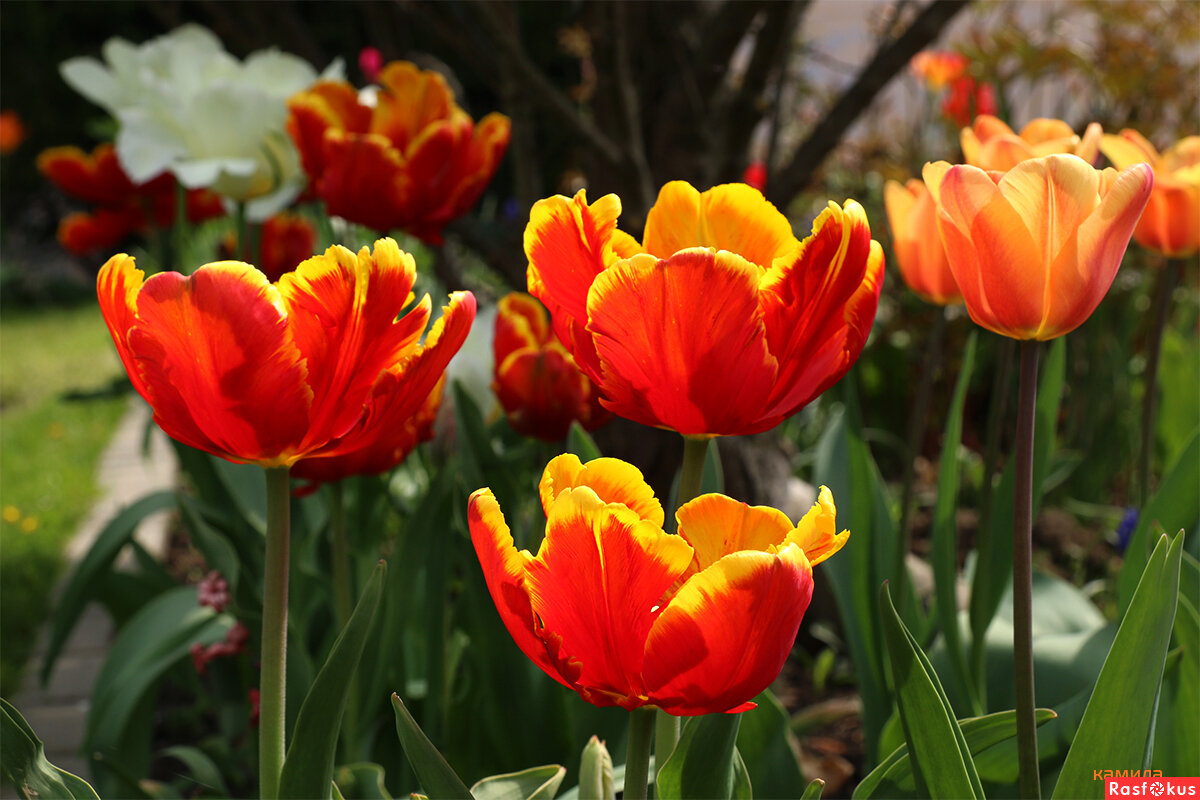 Картинки из интернета