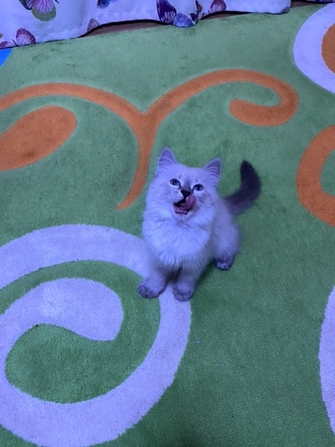 Первый вечер дома после ужина