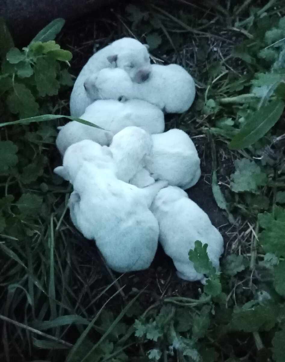 Первые фото малышей