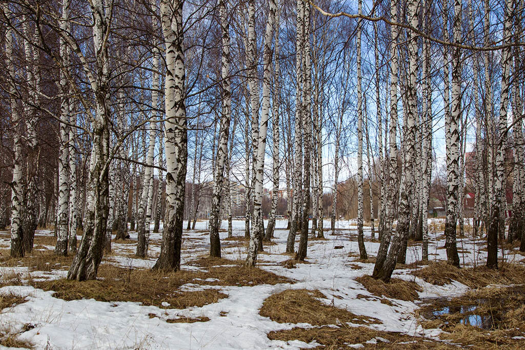 Фото проталины весной