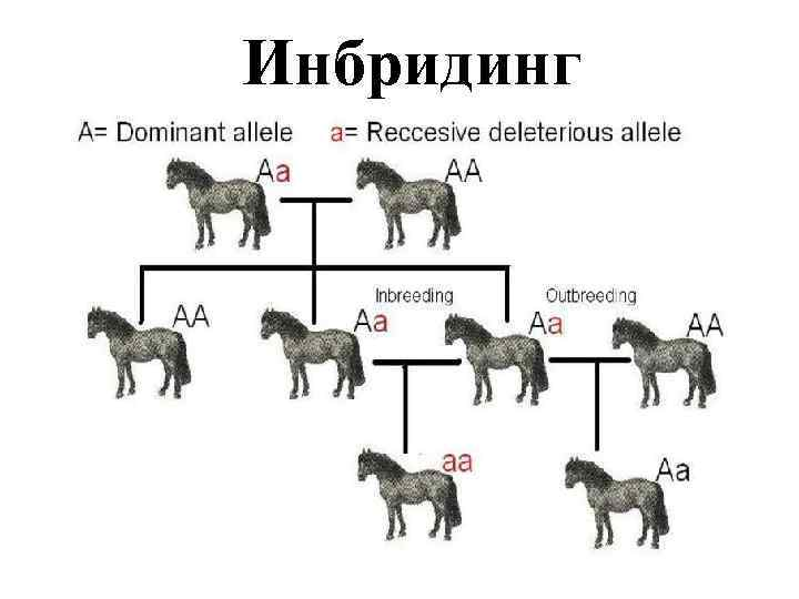 Близкородственное скрещивание. Инбридинг используют. Инбридинг у животных. Инбридинг в селекции растений примеры. Инбридинг это кратко.
